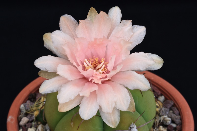 Gymnocalycium horstii v. buenekeri 