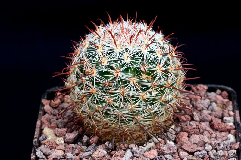 Mammillaria jaliscana 