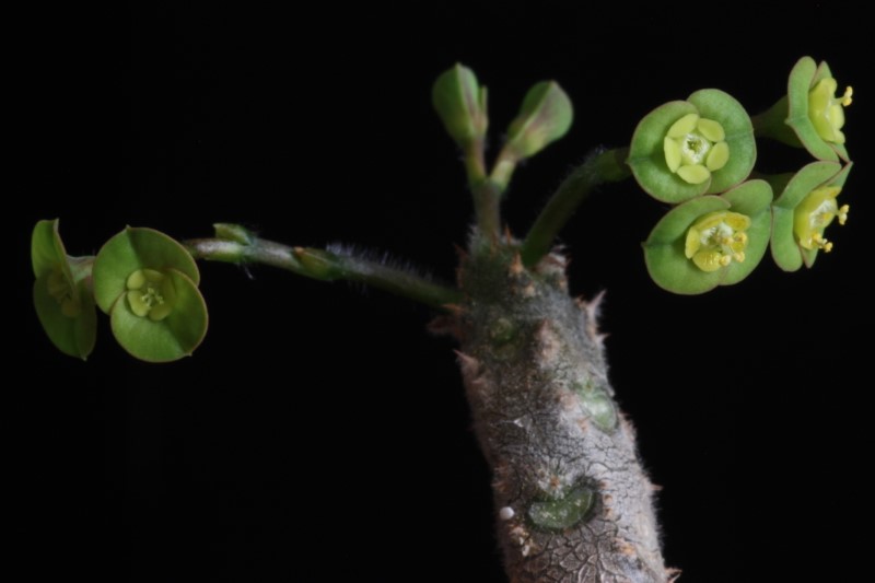 Euphorbia razafindratsirae 