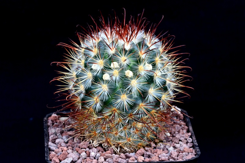 Mammillaria cowperae 