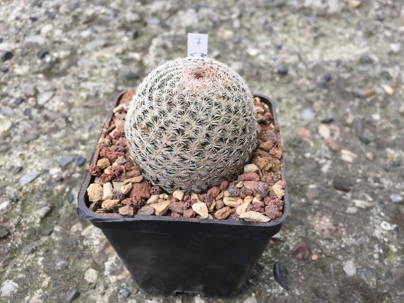 Mammillaria hermosana VZD1181