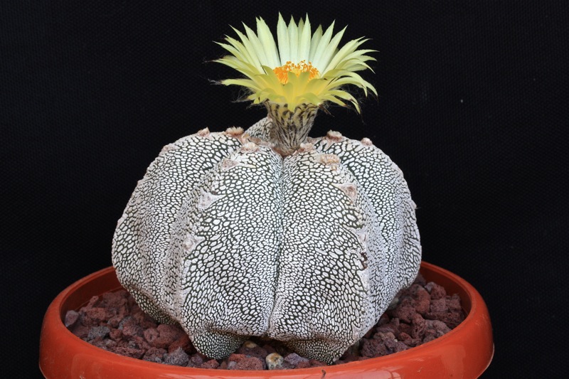 Astrophytum myriostigma cv. onzuka 