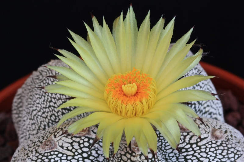 Astrophytum myriostigma cv. onzuka 