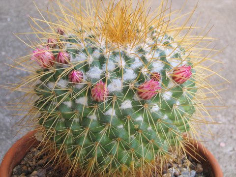 Mammillaria pettersonii 