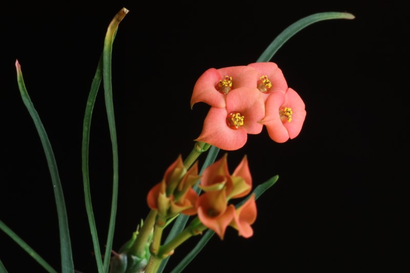 Euphorbia gottlebei 