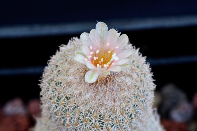 Epithelantha polycephala 