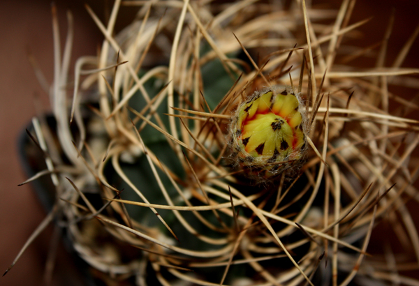 Astrophytum capricorne v. aureum 