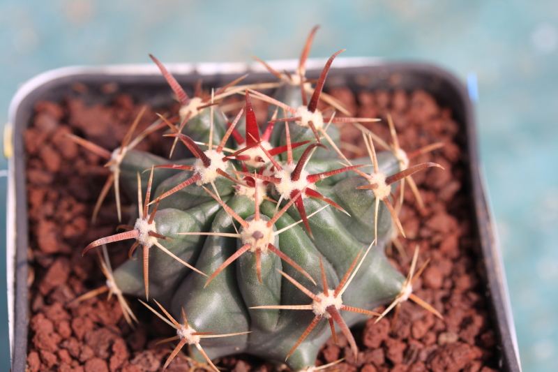 Ferocactus wislizeni ssp. herrerae 