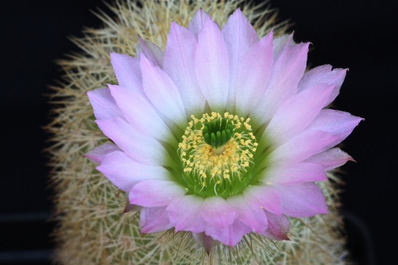 Echinocereus websterianus 