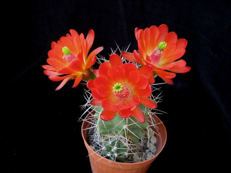 Echinocereus  triglochidiatus 