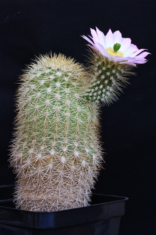 Echinocereus websterianus 