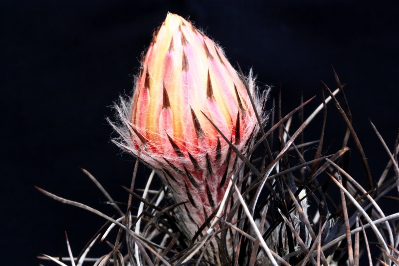 Astrophytum capricorne v. senile 