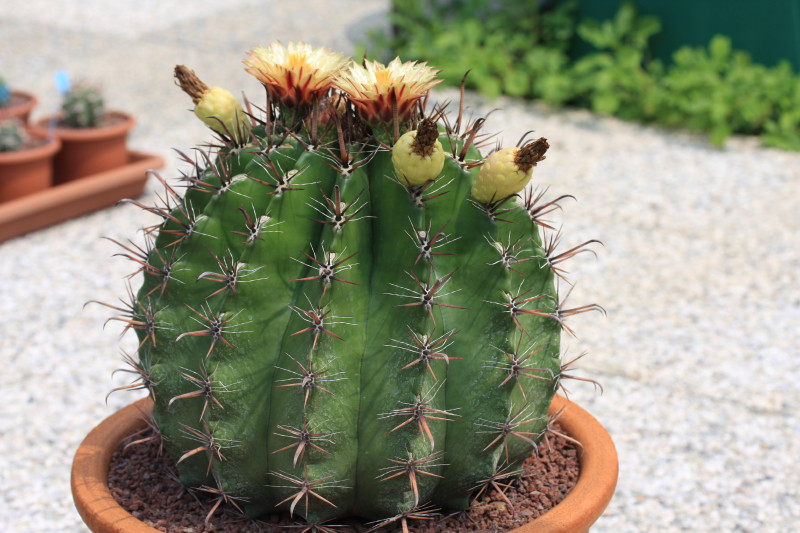 Ferocactus wislizeni ssp. herrerae 