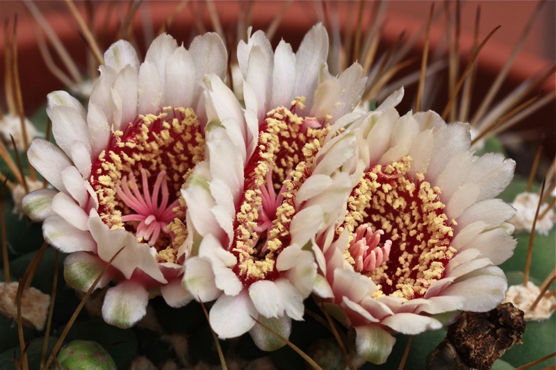 Gymnocalycium pflanzii 