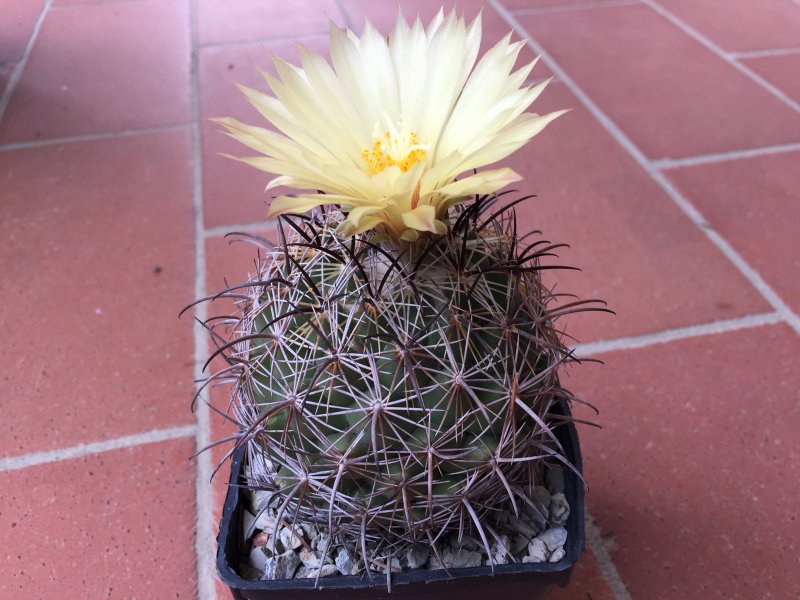 Coryphantha cornifera 