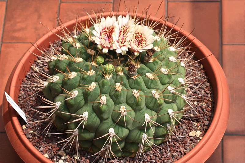 Gymnocalycium pflanzii 