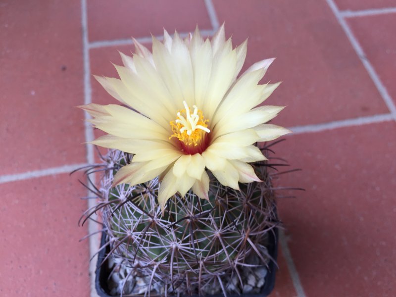 Coryphantha cornifera 