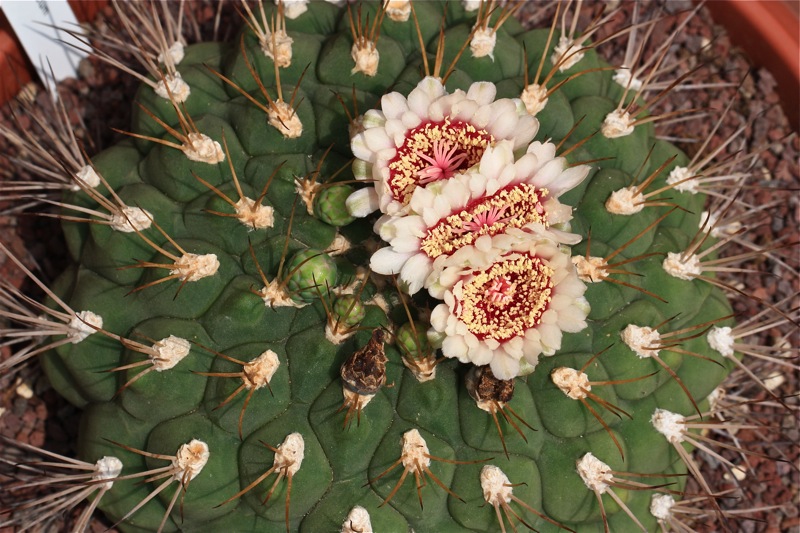 Gymnocalycium pflanzii 