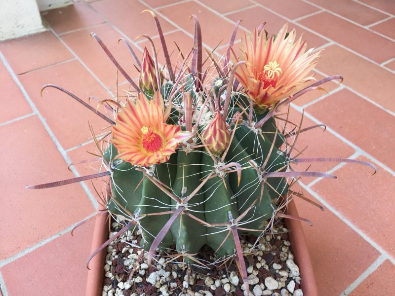 Ferocactus peninsulae 