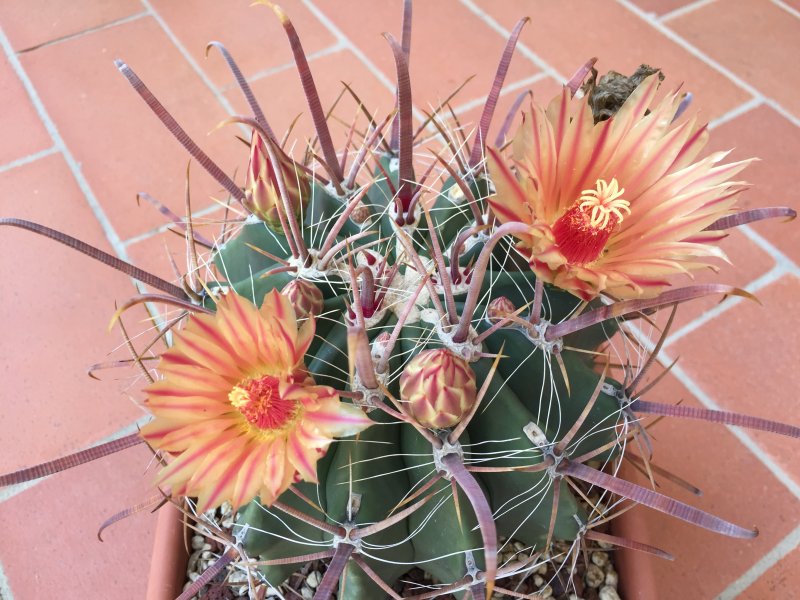 Ferocactus peninsulae 