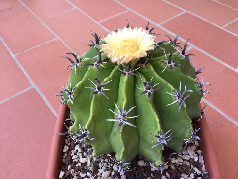 Ferocactus wislizeni ssp. herrerae v. brevispinus 