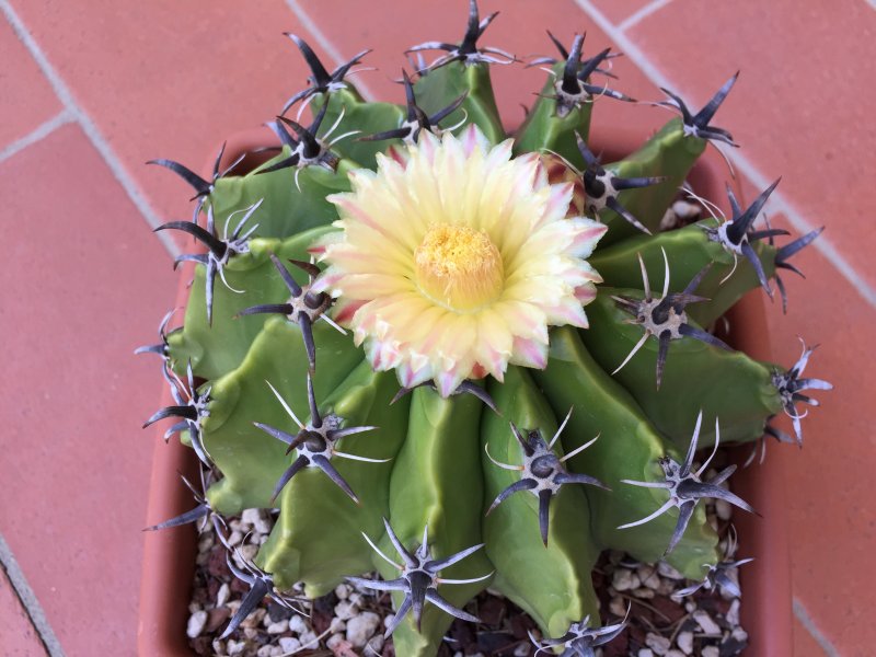 Ferocactus wislizeni ssp. herrerae v. brevispinus 