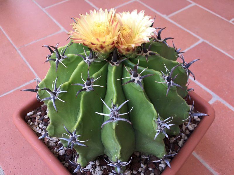 Ferocactus wislizeni ssp. herrerae v. brevispinus 