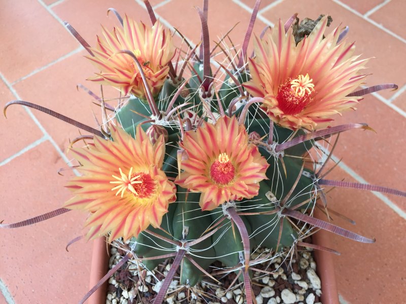 Ferocactus peninsulae 