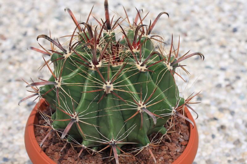 Ferocactus wislizeni ssp. herrerae MH 37