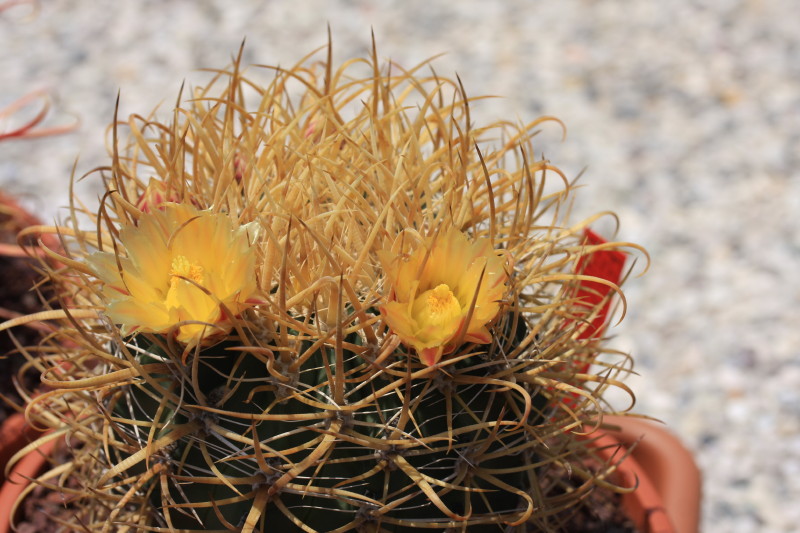 Ferocactus chrysacanthus 