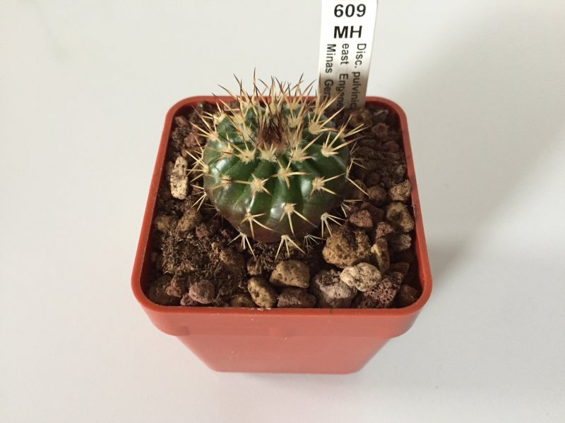 Discocactus pulvinicapitatus MH609