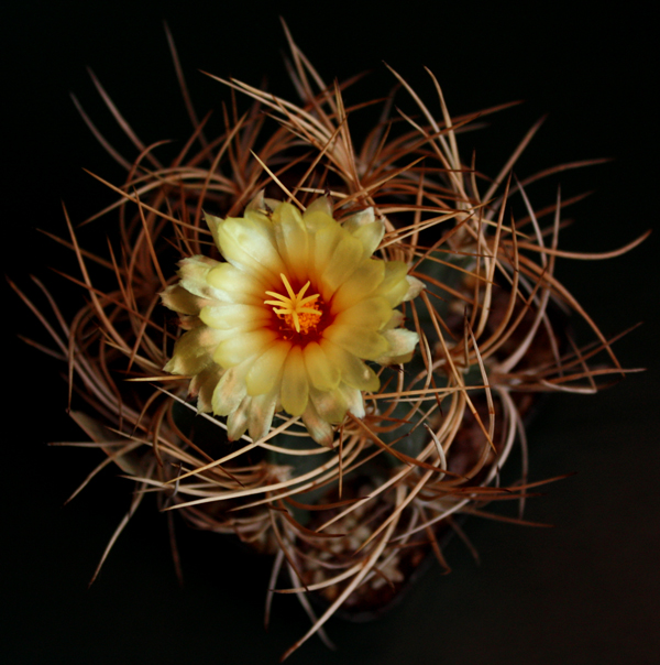 Astrophytum capricorne v. aureum 