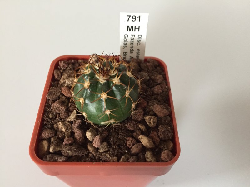 Discocactus estevesii MH791