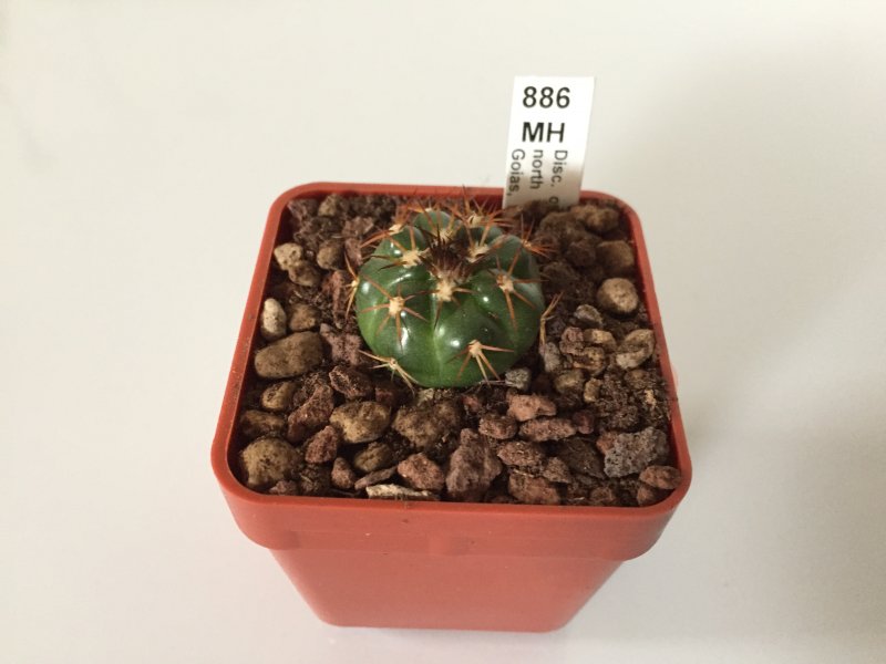 Discocactus cangaensis MH886