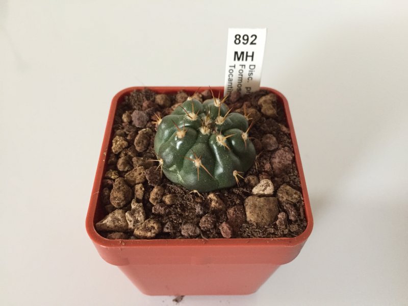 discocactus prominentigibbus