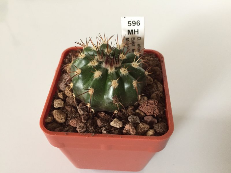 Discocactus aff. alteolens MH596