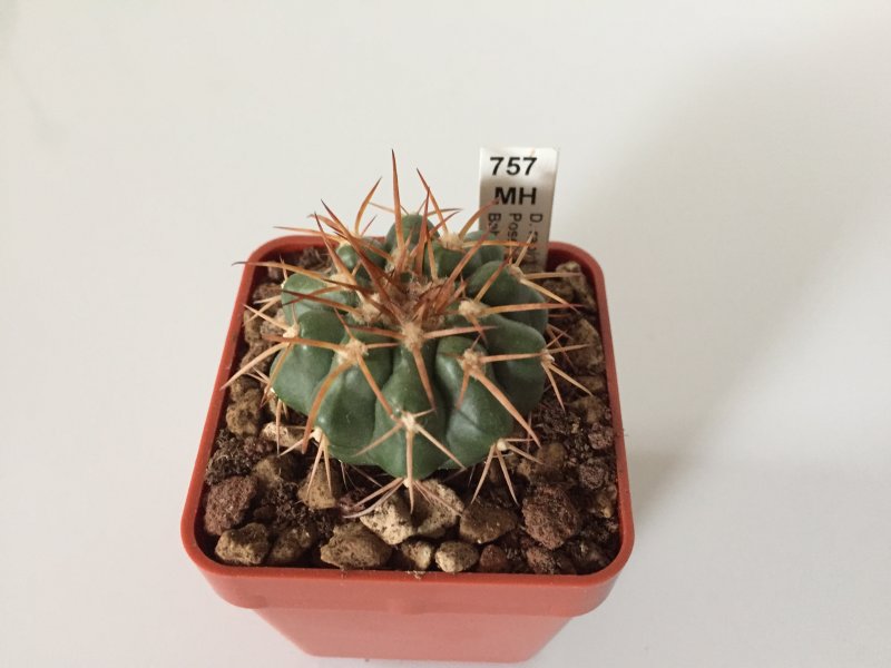 Discocactus rapirhizus MH757