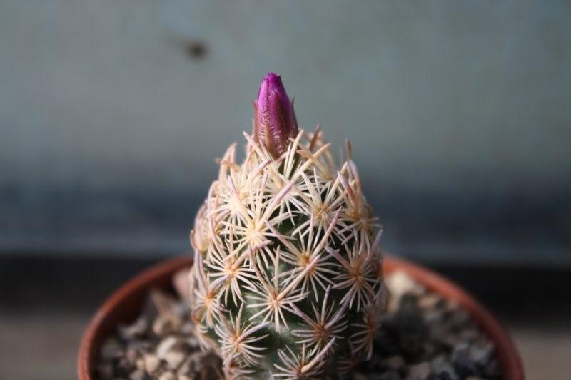 Escobaria minima 