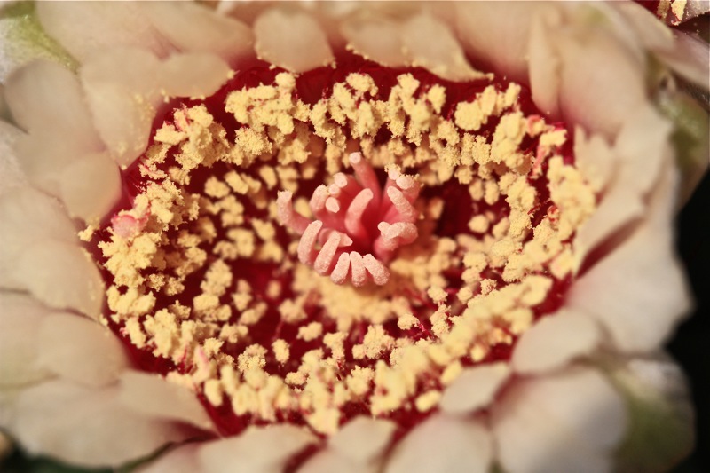 Gymnocalycium pflanzii 