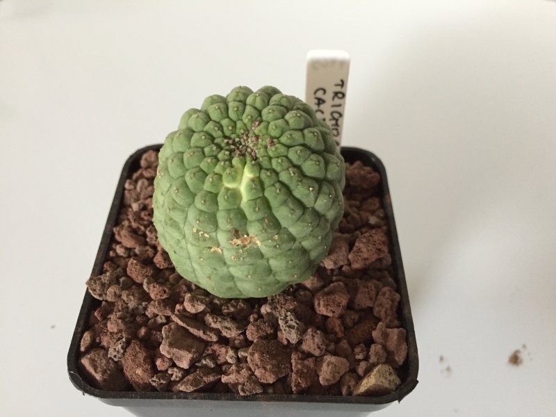 Trichocaulon cactiformis 