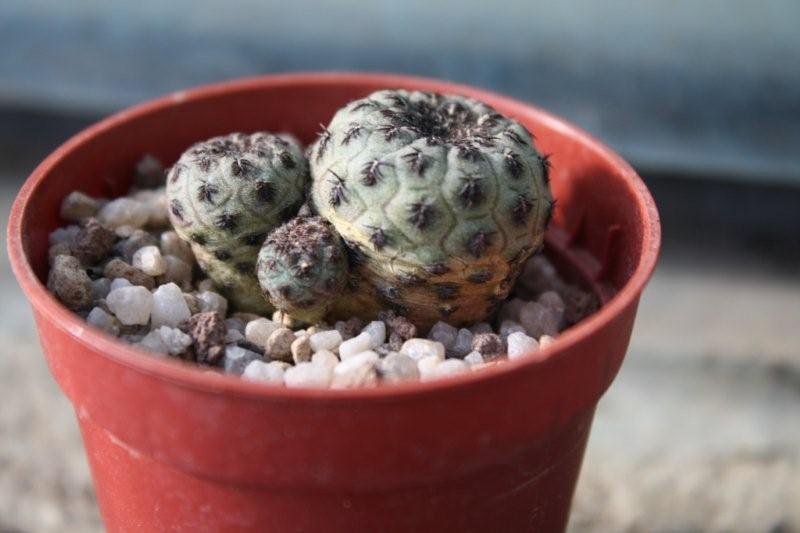 Sulcorebutia rauschii 