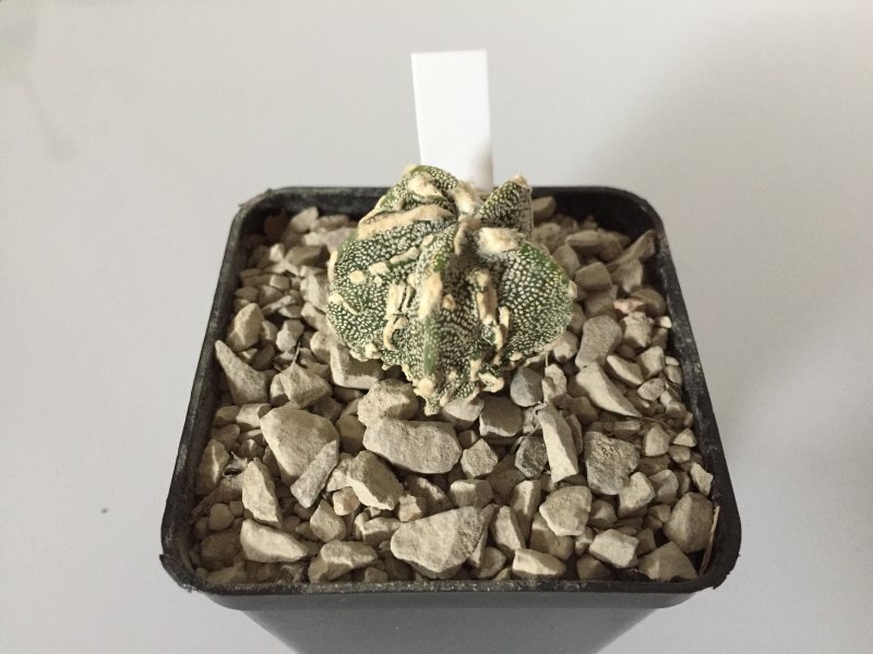 Astrophytum myriostigma cv. fukuryu 