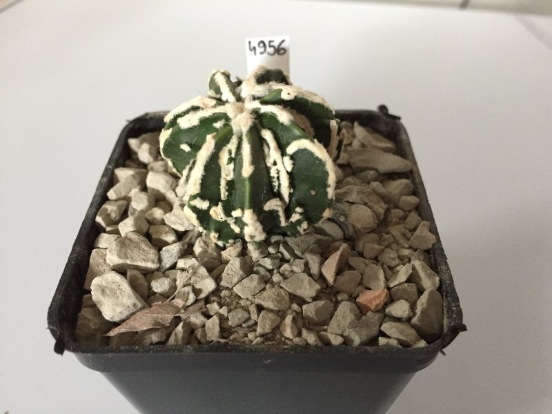 Astrophytum myriostigma cv. fukuryu 