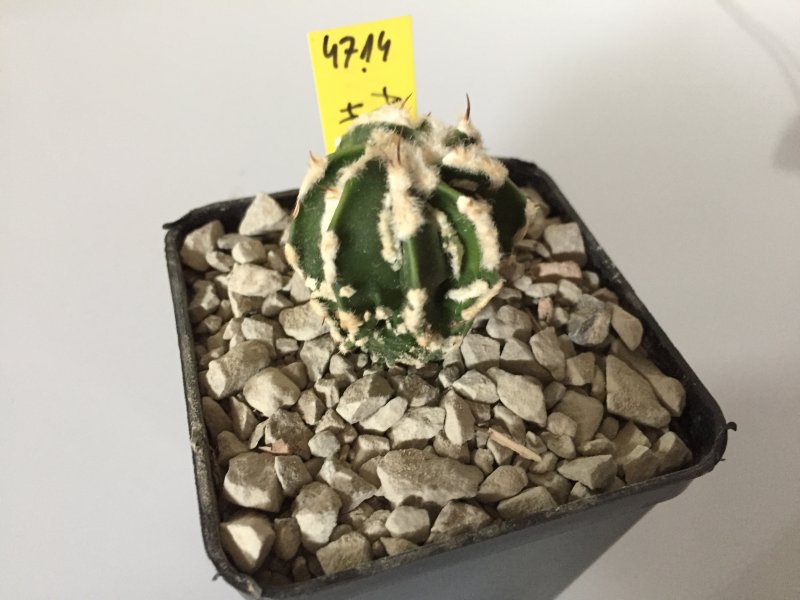 Astrophytum myriostigma cv. fukuryu 