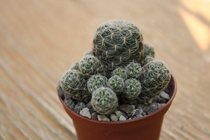 Sulcorebutia crispata 