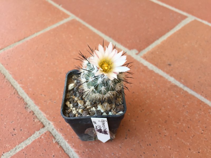 Gymnocactus viereckii v. major 