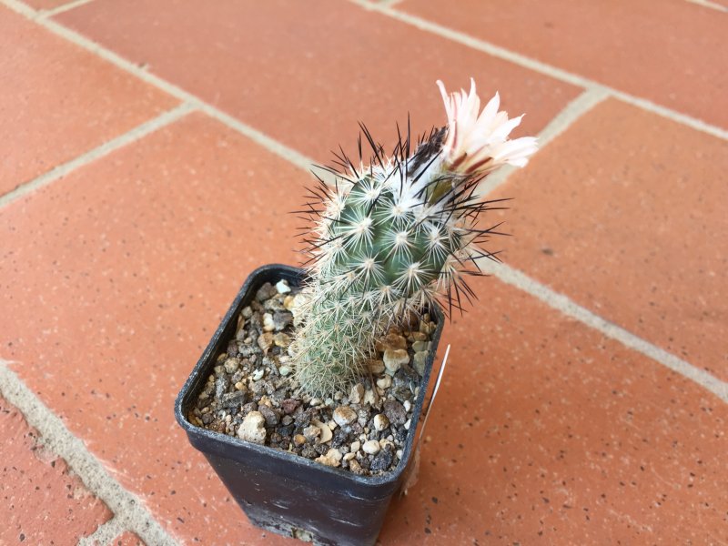 Gymnocactus viereckii v. major 