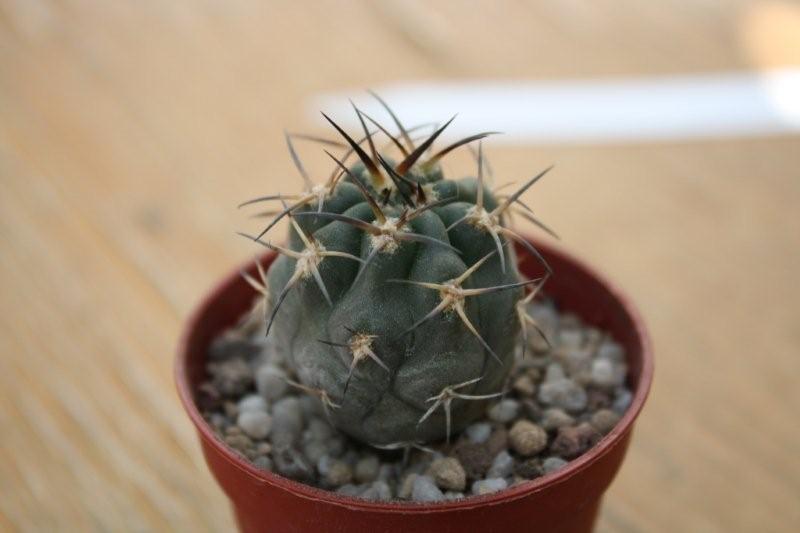 Acanthocalycium glaucum 