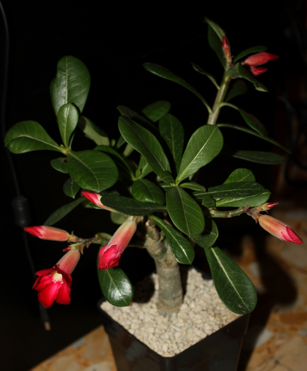 Adenium obesum 