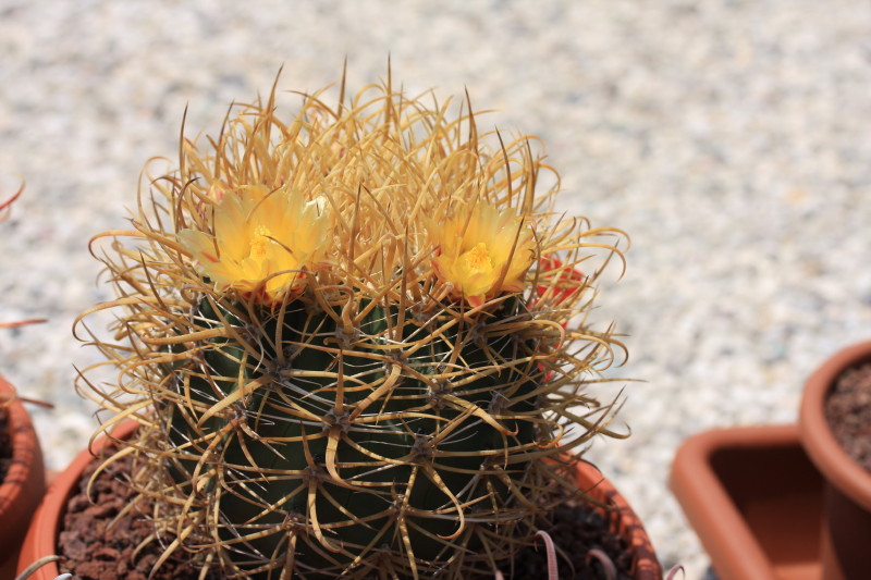 Ferocactus chrysacanthus 